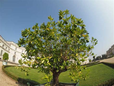 Bearss Lime Tree