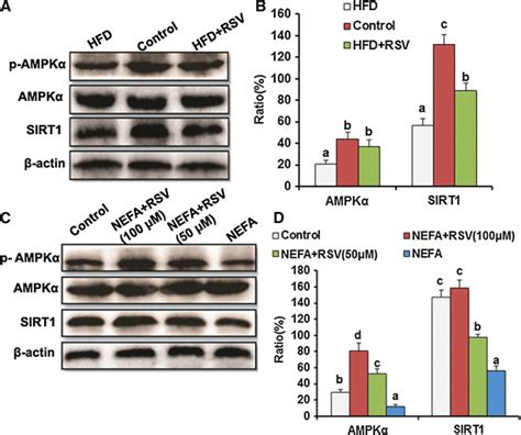 Rsv Activated The Ampkα Sirt1 Pathway To Inhibit The Nf κb Pathway Download Scientific Diagram