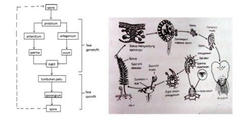 Pergiliran Keturunan Tumbuhan Paku Dalam Daur Hidup Tumbuhan Paku