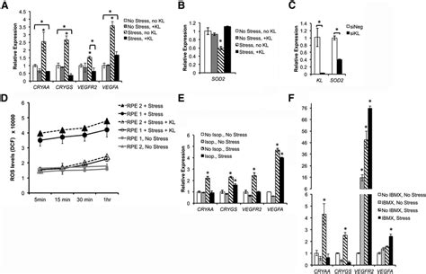 KL Protects RPE Cells From Oxidative Stress A Oxidative Stress Was