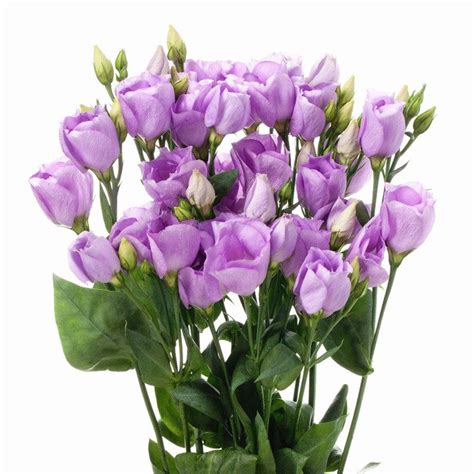 Eustoma - D'Spring
