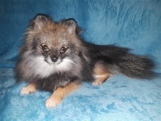 PetPom | Pomeranian Shedding