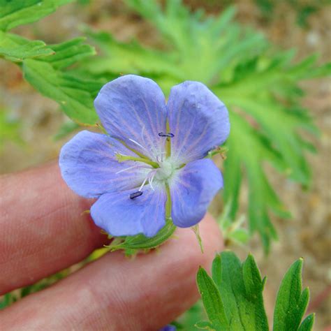 G Ranium Vivace Des Pr S Geranium Pratense Des Fleurs En Soucoupe