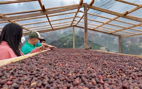 Coclé segunda provincia más productora de café en Panamá