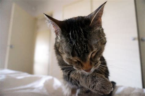 The clean cat Free Photo Download | FreeImages
