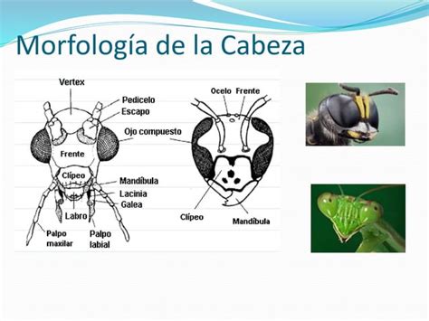 Introducción a la entomología PPT