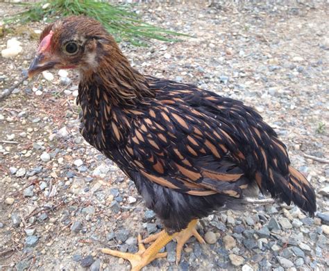 Gold Laced Wyandotte Chicks Hard Run Acres