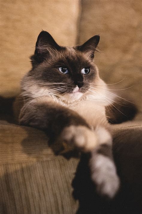 Birman Kedisi Özellikleri Bakımı Karakteri Petizone