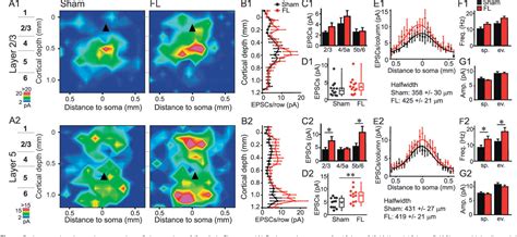 Figure From Enhanced Infragranular And Supragranular Synaptic Input