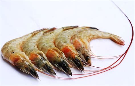 Pacific White Shrimp Litopenaeus Vannamei Fresh Isolated On White