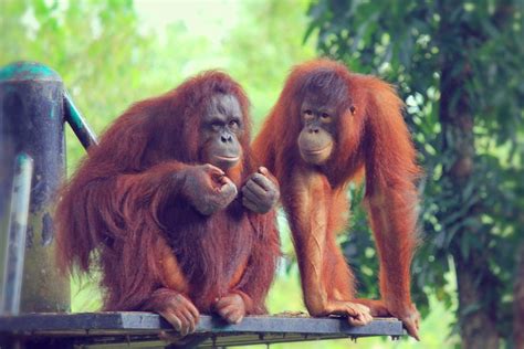 The National Zoo Of Malaysia