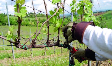 Il Ciclo Delle Lavorazioni Del Vigneto Area News