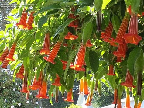 Red Angel Trumpets Angel Trumpet Flower Seeds Brugmansia