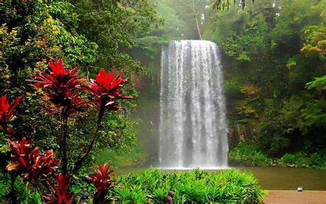 Millaa Falls Queensland Australia Falls River Flowing Bush