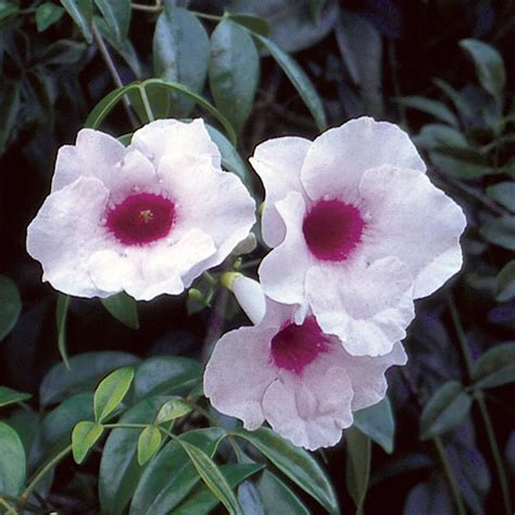 Bower Vine Pandora Vine Pandorea Jasminoides My Garden Life