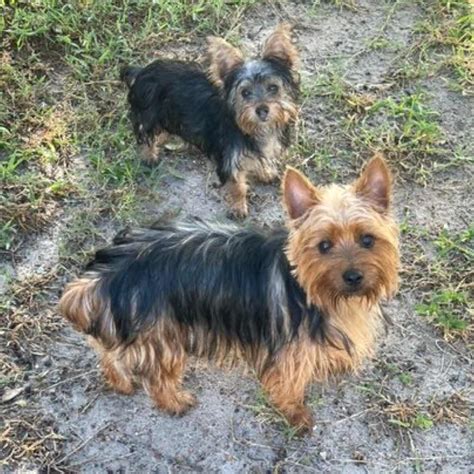 Silky Terrier Countryside Kennels