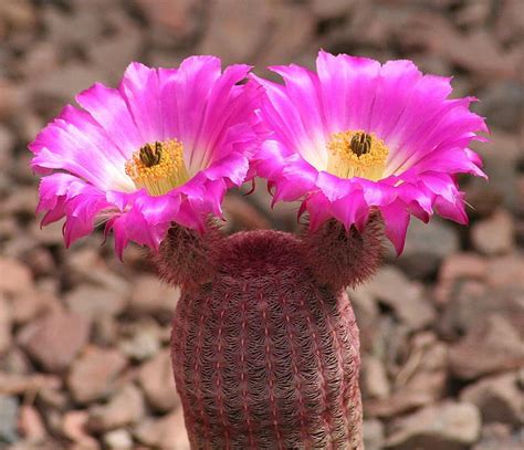 Echinocereus Rigidissimus V Rubrispinus Seeds Rainbow Etsy