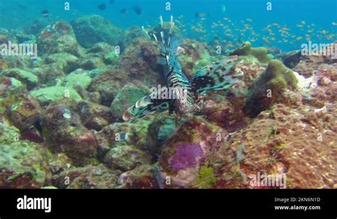 Lionfish Lion Fish In The Wonderful Seabed Of The Andaman Sea Islands