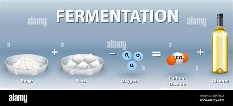 Levaduras fermentacion Imágenes vectoriales de stock Alamy