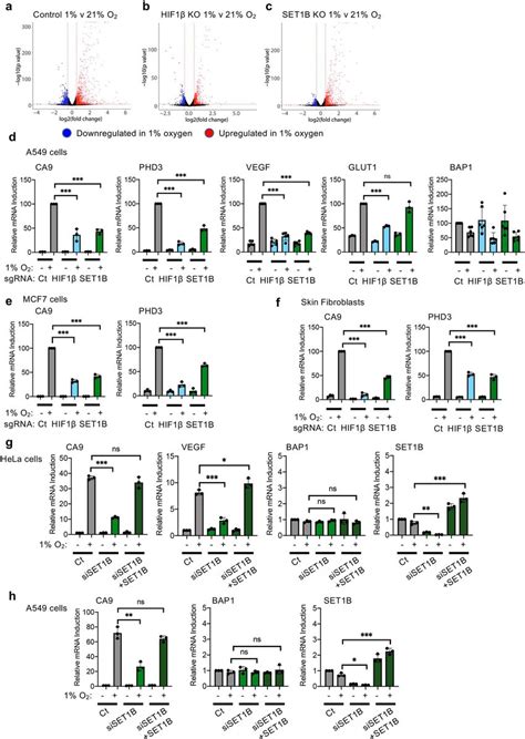 Set1b Loss Impairs Mrna Expression Of A Subset Of Hif Target Genes A C Download Scientific