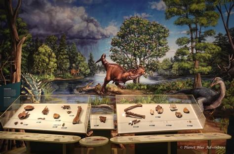 Royal Ontario Museum: What you need to see and do! – Planet Blue Adventure