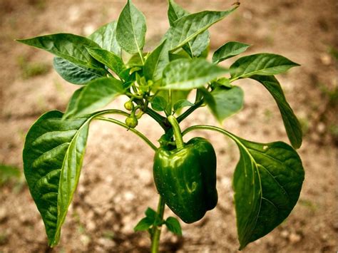 Issues With Peppers: Troubleshooting Problems Growing Peppers ...