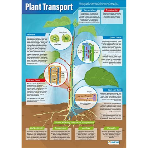 Plant Transport Poster - Daydream Education