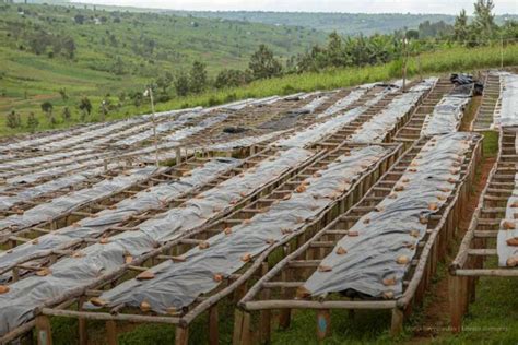 Prepárese para la temporada de lluvias en las zonas cafeteras