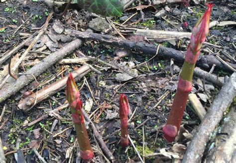 Japanese Knotweed Identification