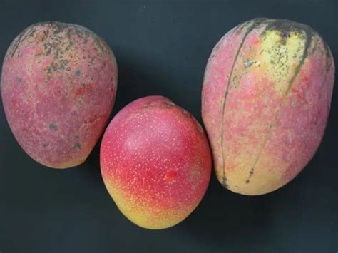 8 Best Types Of Mango Trees To Grow In Florida