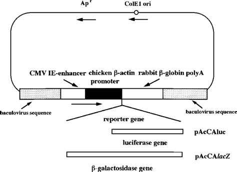 Construction Of Transfer Vectors To Generate Recombinant Baculoviruses