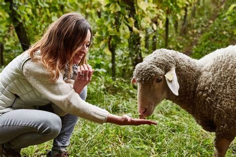 Domaine Barmès Buecher Alsace Vignoble et Dégustation à Wettolsheim