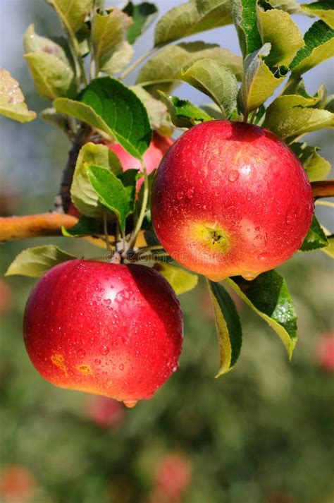 Apple Tree Stock Image Image Of Fruit Picking Ripe 16327363