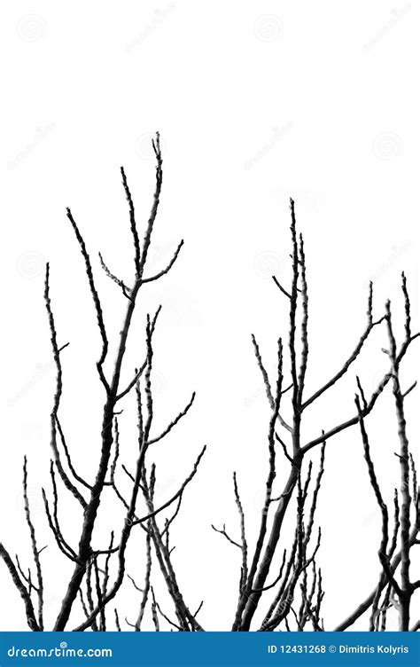 Tree Branches Silhouette Royalty Free Stock Photos - Image: 12431268