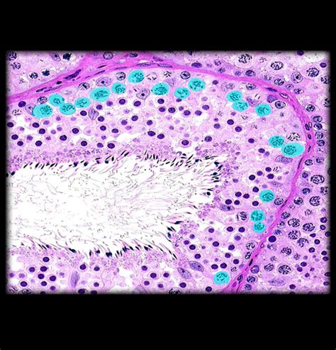 Male Reproductive System Histology Flashcards Quizlet