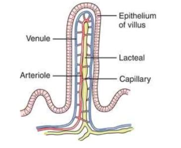 Mcat Kaplan Ch The Digestive System Flashcards Quizlet