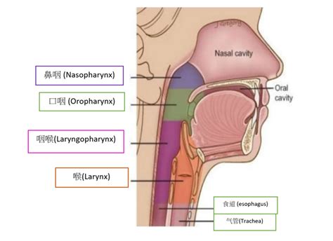 喉部（larynx）和咽部（pharynx） 知乎