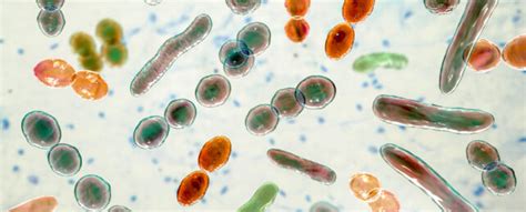 We Contain A Variety Of Microbiomes Heres A Look At A Few Of The Most