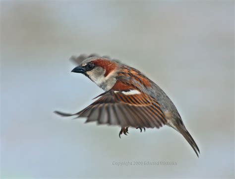 House Sparrow In Flight