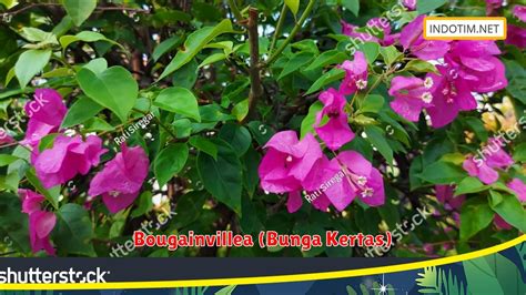 Bougainvillea Bunga Kertas Tips Menanam Untuk Hasil Lebih Maksimal