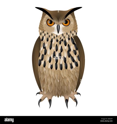 Owl Illustration