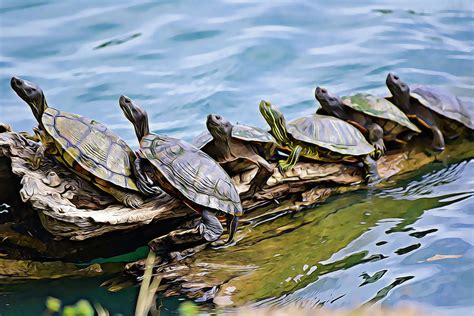 Turtles Sharing The Log Photograph By Gaby Ethington Pixels