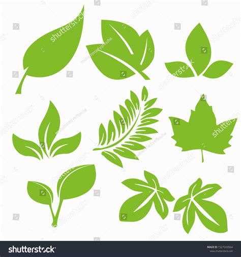 Types Leaf Shapes Simple Vector Illustration Stock Vector (Royalty Free) 1527203564 | Shutterstock