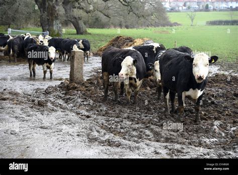 Cows In A Muddy Field Uk Stock Photo Alamy