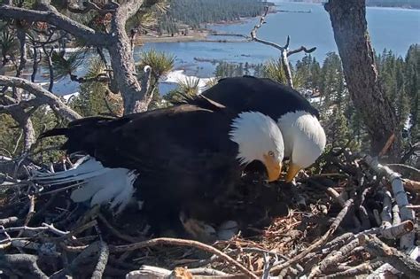 Hatch watch is underway at a California bald eagle nest monitored by a ...