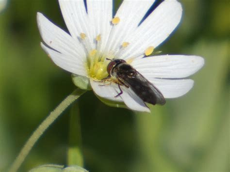 Diptera Info Discussion Forum Dark Syrphid Id Platycheirus