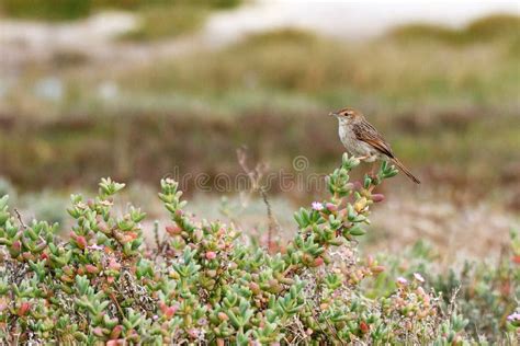 Levaillant s cisticola stock photo. Image of passerine - 76724080