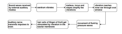 Structure Of Ear Anatomy And Physiology