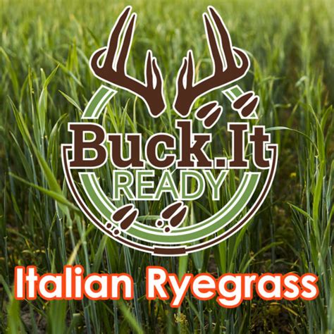 Italian Ryegrass - Buck.It Ready