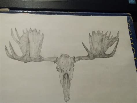 Moose Skull Drawing